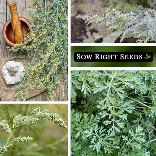 Sow Right Seeds - Wormwood Seeds for Planting - Non-GMO Heirloom Packet with Instructions to Plant & Grow an Outdoor or Indoor Herb Garden - Sagewort Repels Mosquitoes - Medicinal Worm Wood Herb (2) - Image 4
