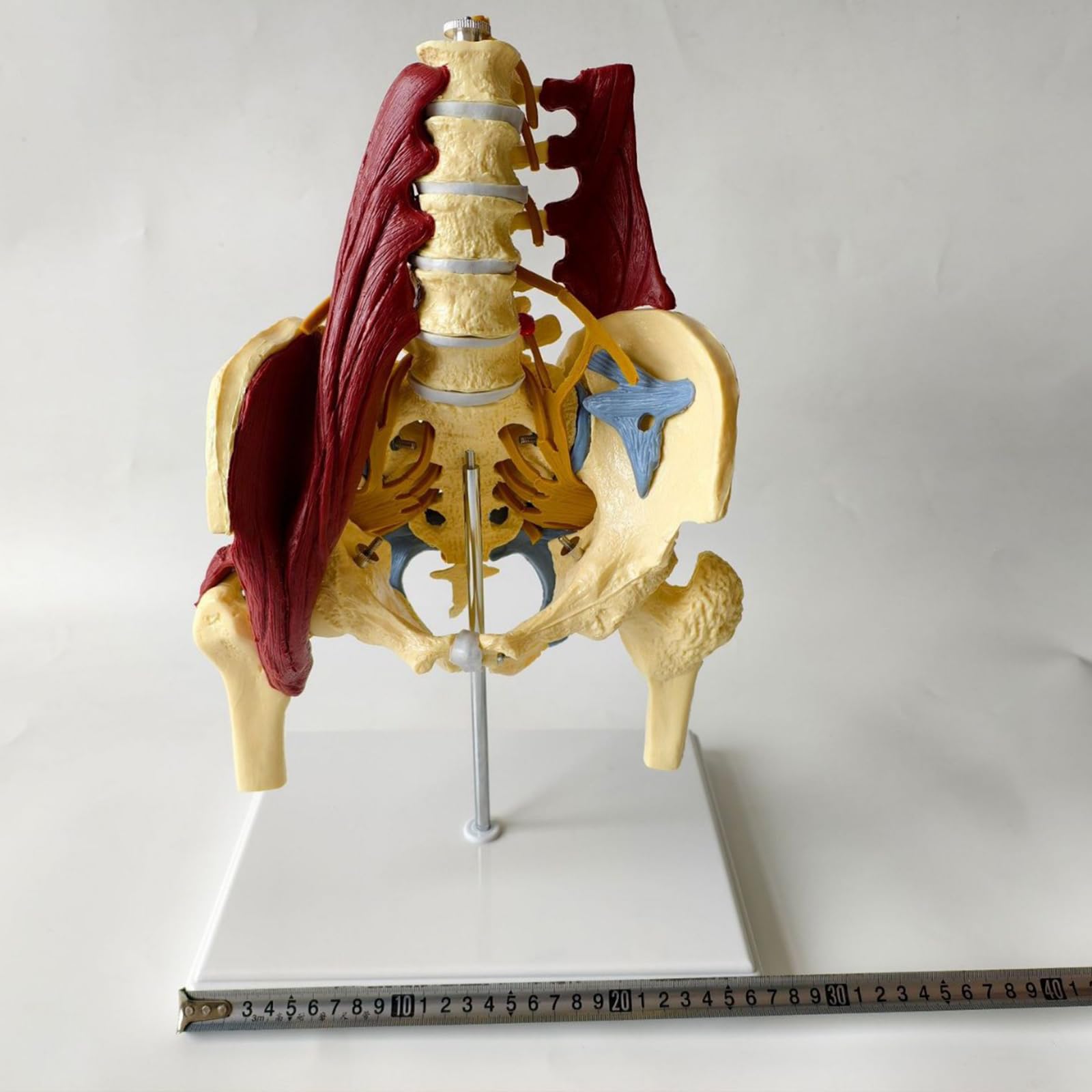 Proporzione adulta colonna lombare con muscoli e muscoli pelvici modello colonna vertebrale e modello scheletrico pelvico per educazione medica
