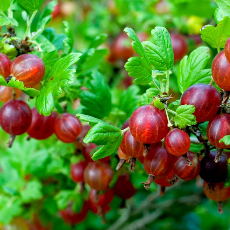 Jostaberry How to grow & care