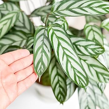 Amazon | PLANCHU 観葉植物 クテナンテ セトサ 6号鉢 受け皿付き 育て