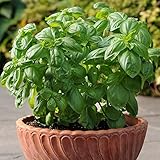 Park Seed Basil Herb Plant Seeds, Easy to Grow, Variety of Colors, Spring Garden, Dolce Fresca, Pack of 100