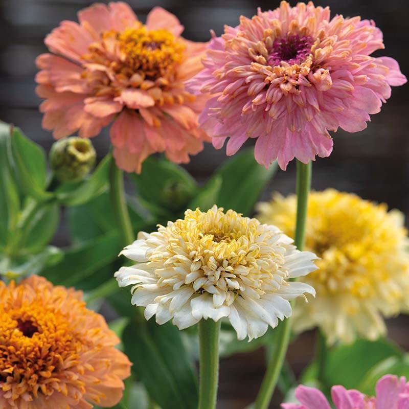Rare Exotic " Cream Mixed " Zinnia Flower 30 Seeds Pack for growing-image-47