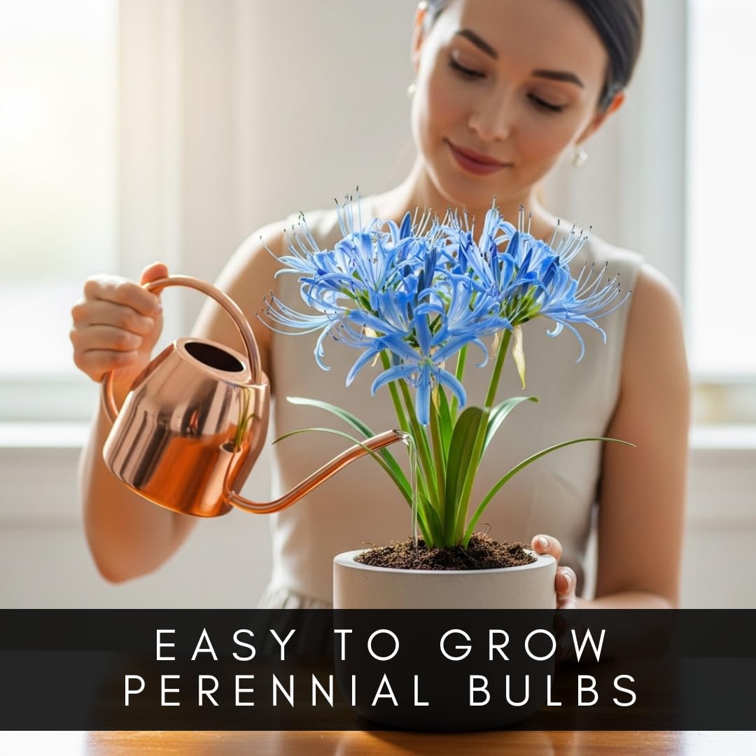 Amazon.com : Electric Blue Spider Lily Bulb for Planting (1 Bulb) - Rare  Lycoris Variety -Striking Blue Blooms -Easy Care Perennial - Surprise Bloom  Flower - Unique Valentine Gift - Cheerful Lily : Patio, Lawn & Garden