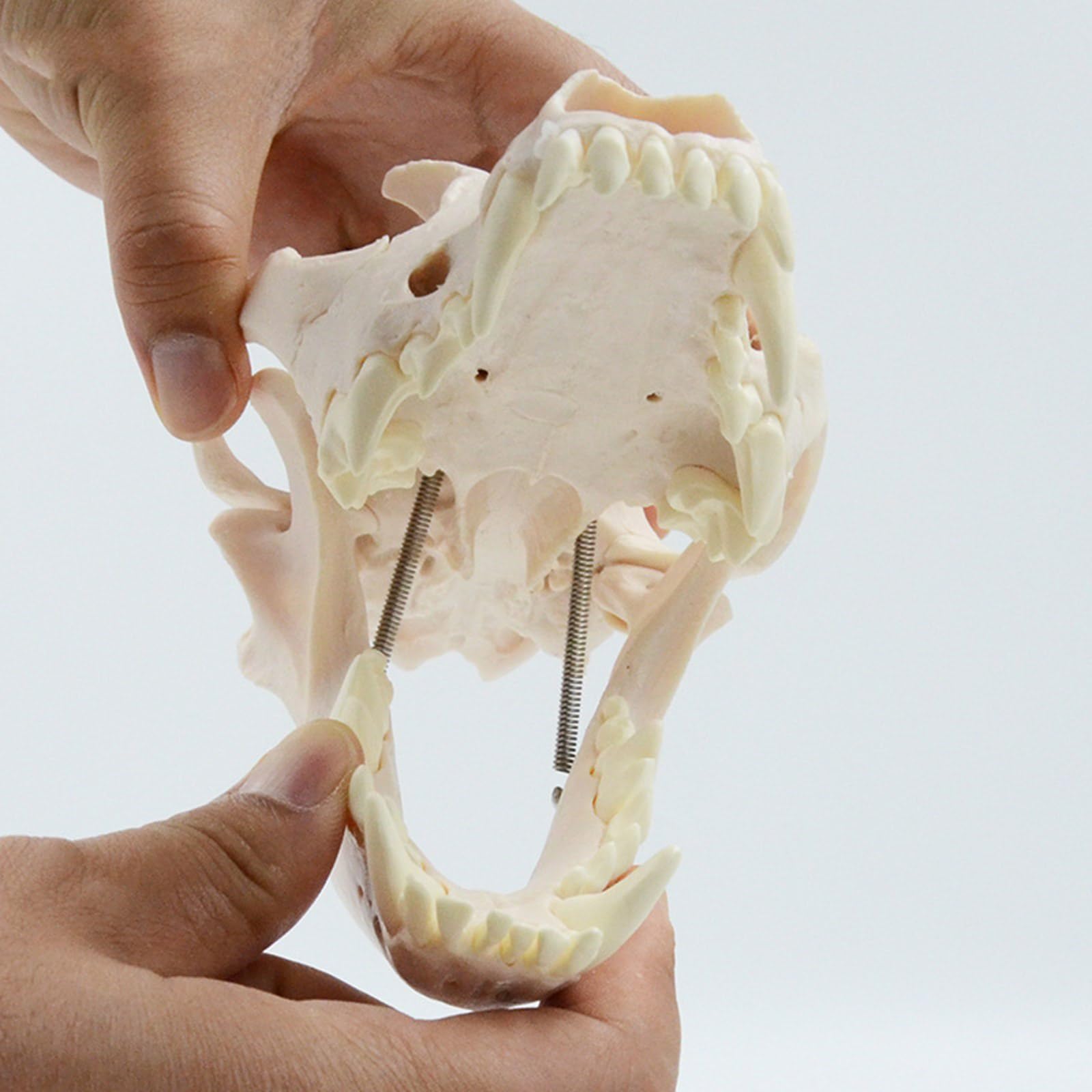Modelo anatómico de calavera de perro, modelo de esqueleto realista anatómico de cabeza de perro, modelo de hueso para educación veterinaria