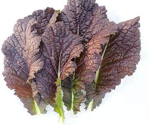 Red Giant - Semillas verdes mostaza – Paquete de 200 semillas – Sin OMG – Una hermosa mostaza de Japón hojas bien sabadas, predominantemente púrpura