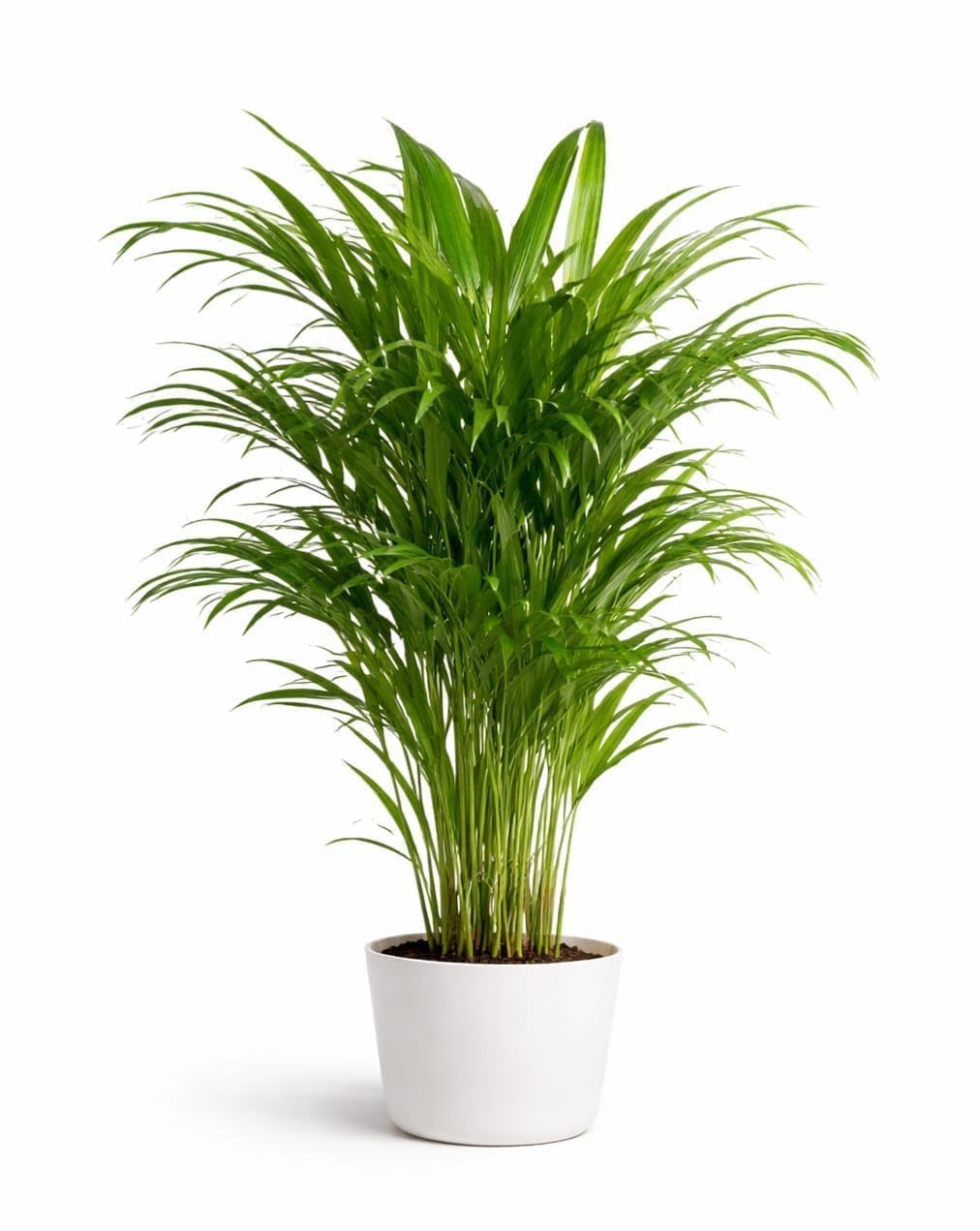 Areca Palm Live Indoor Plant with Pot | Premium Green Palm Air Purifying Houseplant | Decorative Indoor Outdoor Plant for Home Office Living Room Balcony Decor | Easy Care Live Plant Pack of 1-image-49