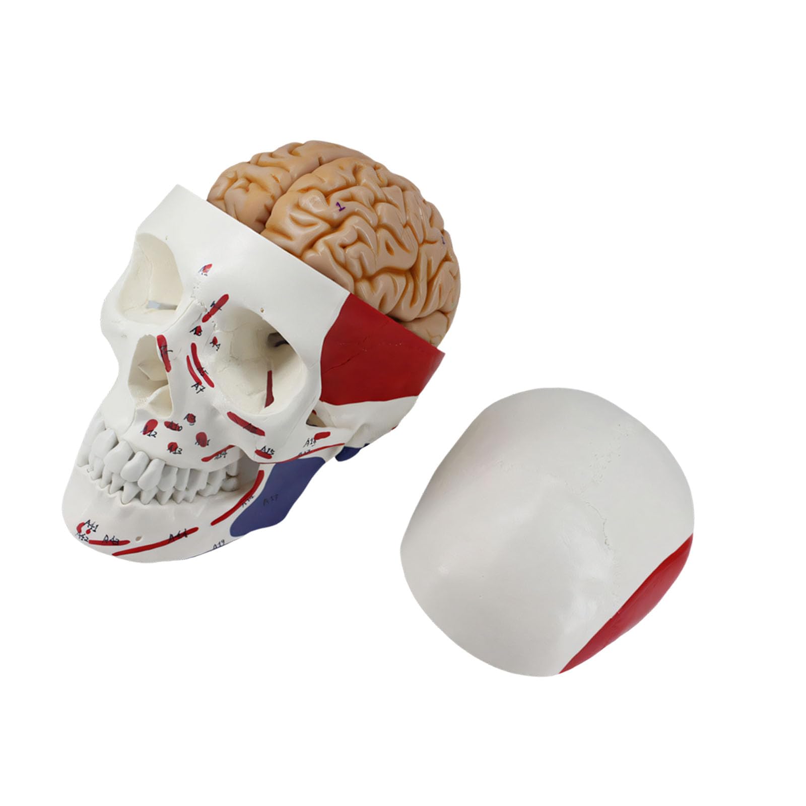Cranio colorato in PVC altamente dettagliato con componente anatomica per studio medico e insegnamento cranio educativo in PVC con muscoli codificati a colori ideale per studio in classe