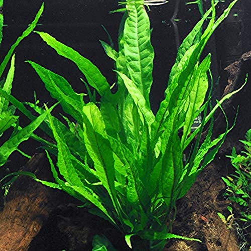 Java Fern – Mature, Healthy, Super Easy Live...