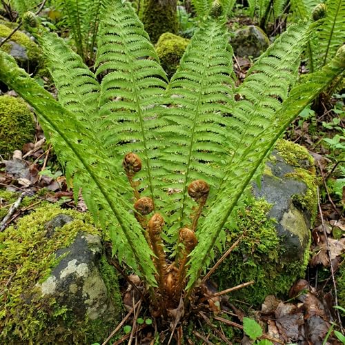Set 5 Ostrich Ferns Bare Roots Ferns Live Plants 4-6 Inches Hardy Fern for Shade for Outdoor Garden