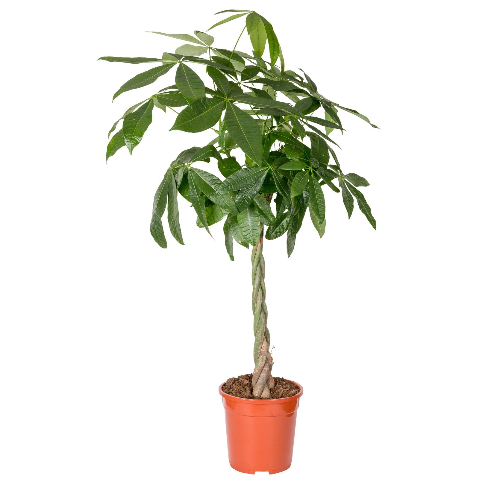 Glückskastanie, Topf-Ø 21 cm, Höhe ca. 100 cm