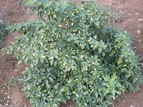 1000 White Habanero Pepper SeedsWHOLESALE