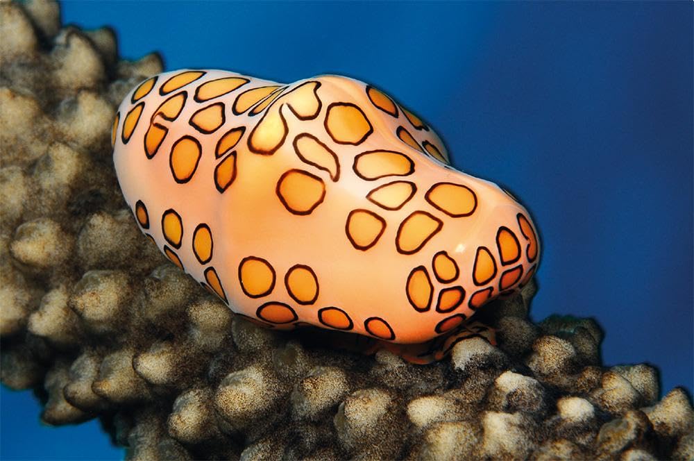 Scatti sommersi. I maestri della fotosub italiana. Ediz. a colori. Michele Davino (Vol. 8)