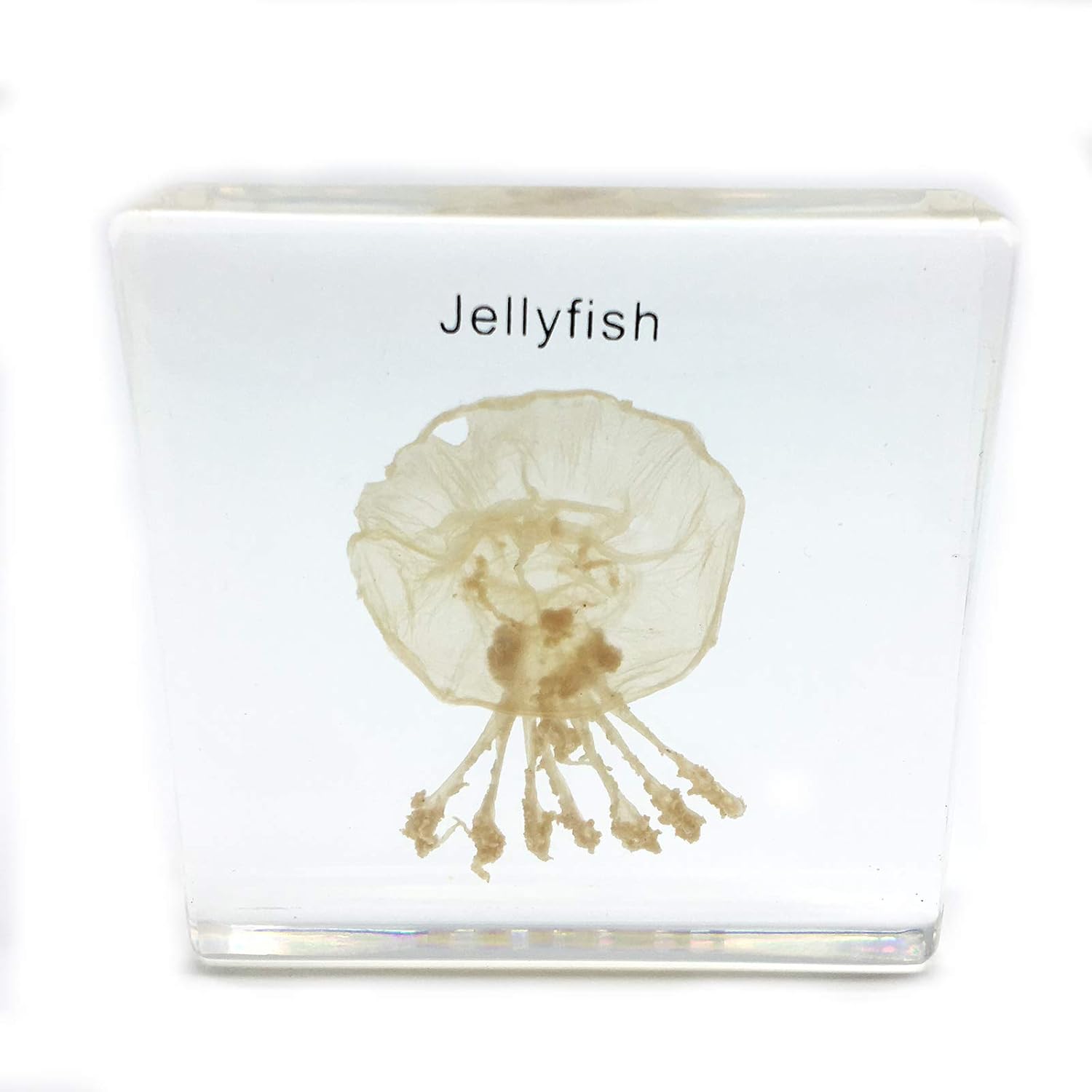 Jellyfish Specimen in Acrylic Block Paperweights Science Classroom Specimens for Science Education(2.8x2.8x0.6 Inch)