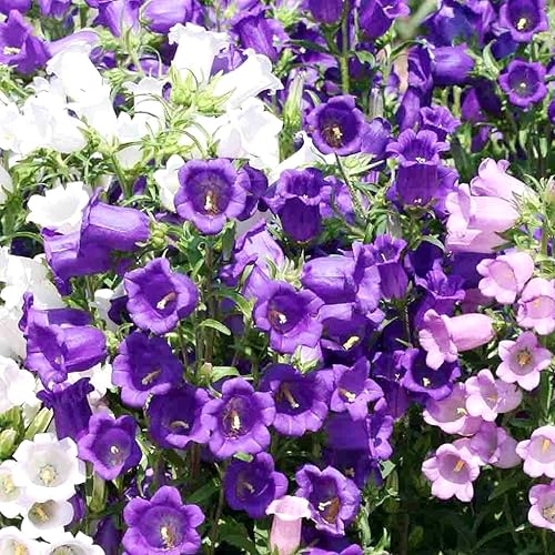 Miniatura 2 de Canterbury Bells Campanula - Jardín de flores de campanillas medianas alrededor de 100 semillas para plantar