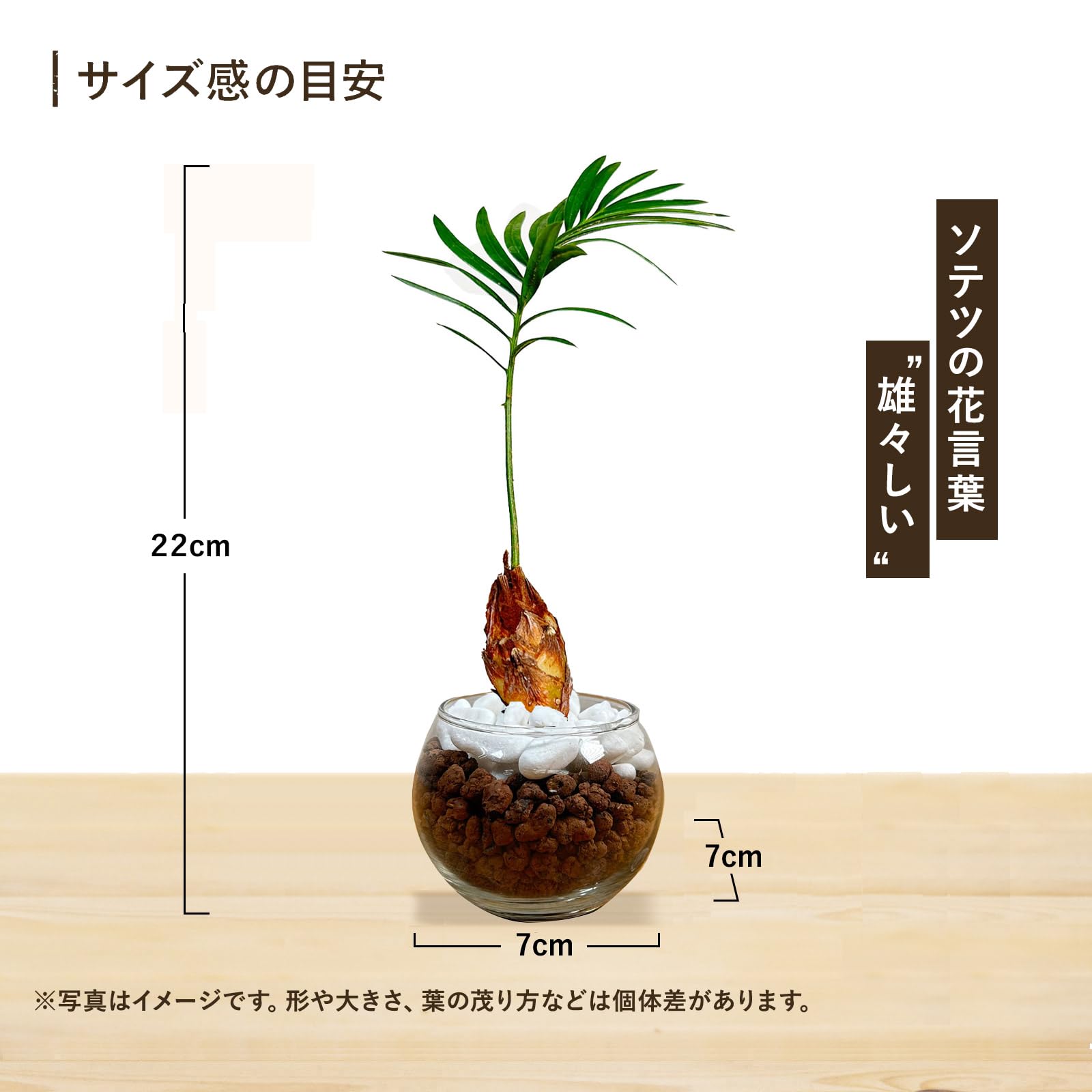 Amazon｜l'arbre blanc ソテツ 観葉植物 本物 2号 ミニミニ 土を使わ