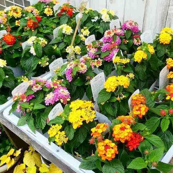 Amazon.co.jp: ランタナ 苗 秋色ランタナ 斑入りイエロー 黄花 Amazon.co.jp: ランタナ 苗 秋色ランタナ 斑入りイエロー 黄花