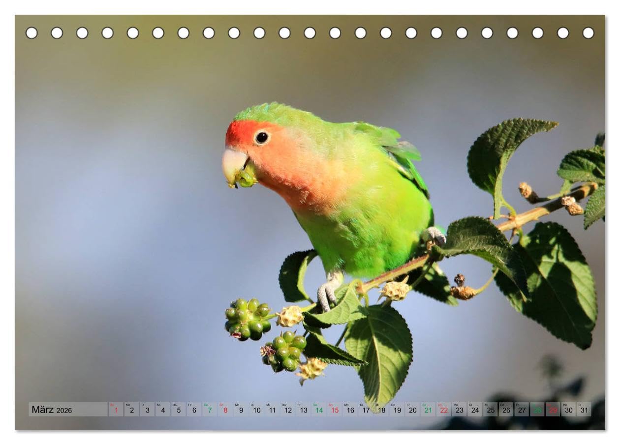 Vögel in Afrika - Magie der Farben (Tischkalender 2026 DIN A5 quer), CALVENDO Monatskalender: Afrika - auch ein Vogelparadies! (CALVENDO Tiere)