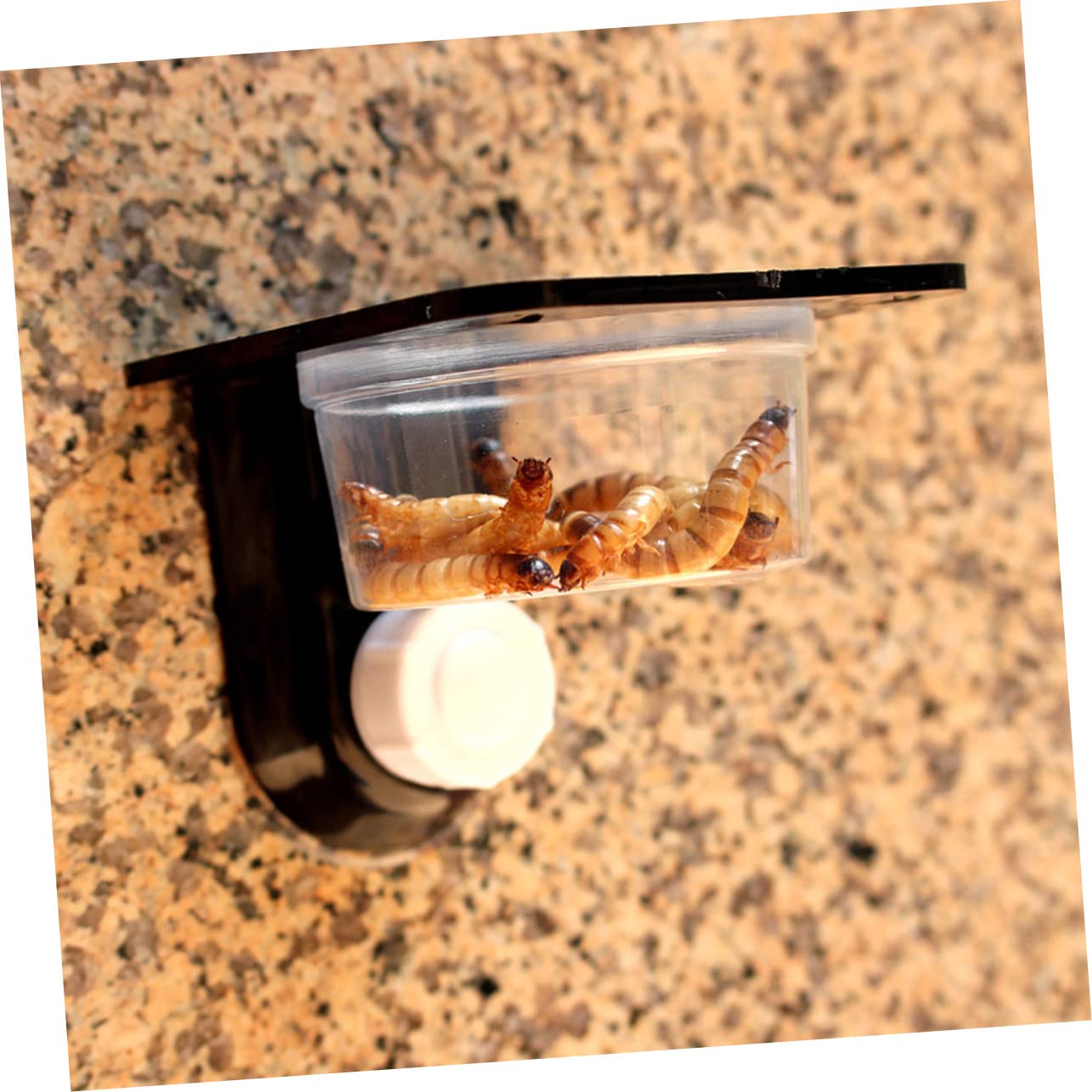 BESPORTBLE 3 Set di Mangiatoie per Gechi Habitat Materiale Robusto Mangiatoia per Rettili da Parete Salvaspazio Facile da Pulire per Rettili 4 Pezzi*3