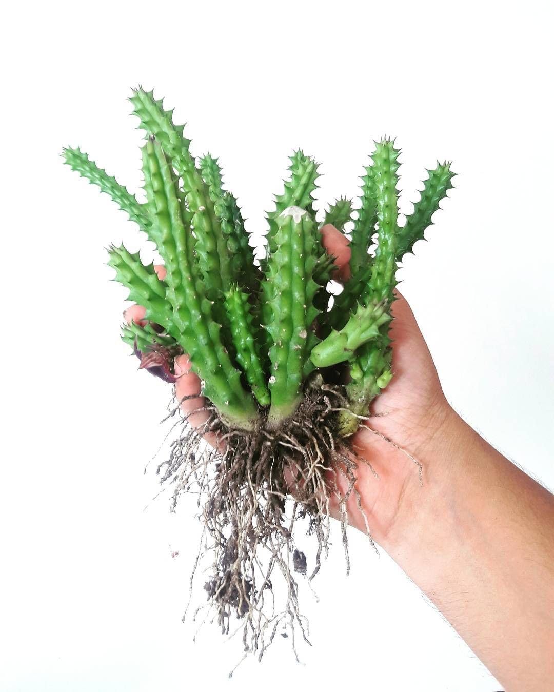 See full amazon price history chart for M.D. FARM AND NURSERY | Huernia Schneideriana Live Plant with Pot M.D. FARM AND NURSERY | Huernia Schneideriana Live Plant with Pot (B0DHS88KKQ) Amazon Price History, Amazon Price Tracker