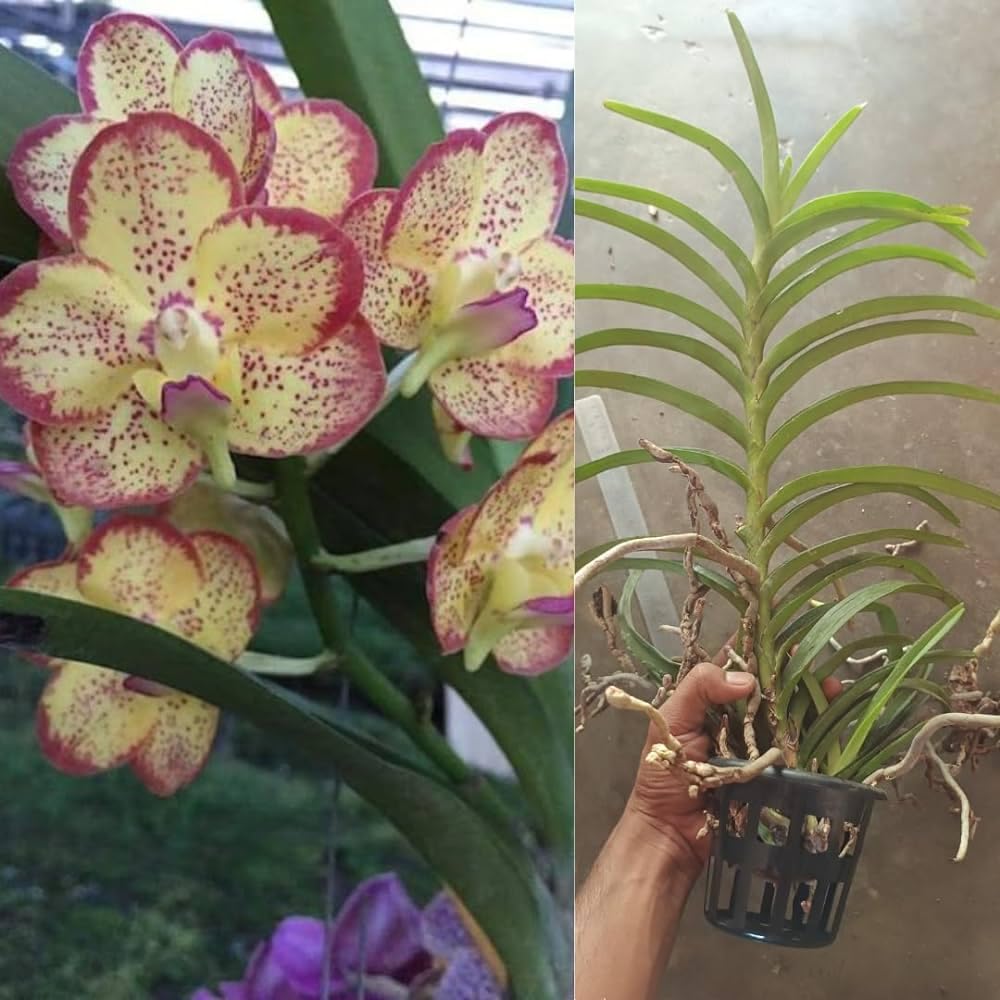 Phalaenopsis orchid live plant combo fragrance flower || Pack of 1 live plant (B0DC6JXBH6) Amazon Price History, Amazon Price Tracker