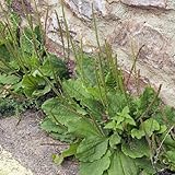 Semi di piantaggine - perenni Piantaggine lanceolata - rare semi di da giardino roccioso resistenti balcone giardino aromatiche 200pcs