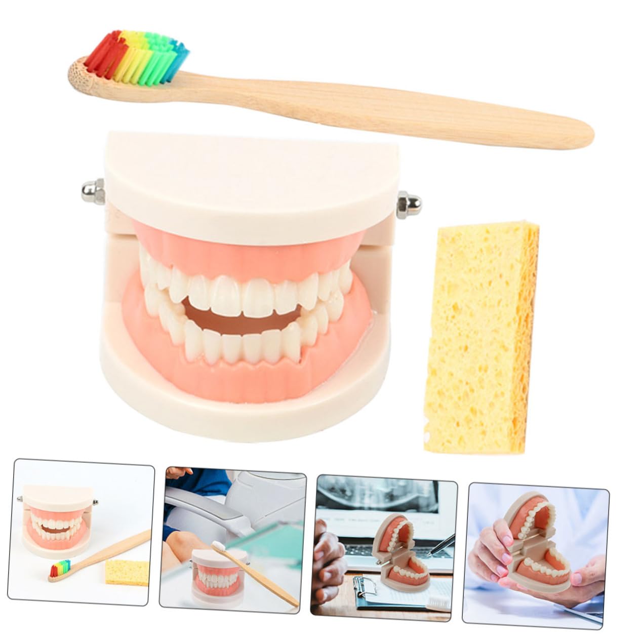 Modèle Éducatif de Soins Dentaires pour Garçon et Filles en Plastique Démonstration Technique de Brossage pour Apprentissage Bucco-dentaire Couleur Aléatoire