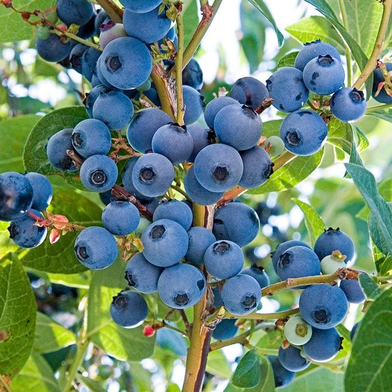 See full amazon price history chart for ALAMIN GARDEN Rare Hybrid Bush Blueberry Fruit Live Plant All India Weather Suitable(1 Healthy Live Plant Grafted/Air Layering) Fruit After 1 Year ALAMIN GARDEN Rare Hybrid Bush Blueberry Fruit Live Plant All India Weather Suitable(1 Healthy Live Plant Grafted/Air Layering) Fruit After 1 Year (B0CY3GQLTV) Amazon Price History, Amazon Price Tracker