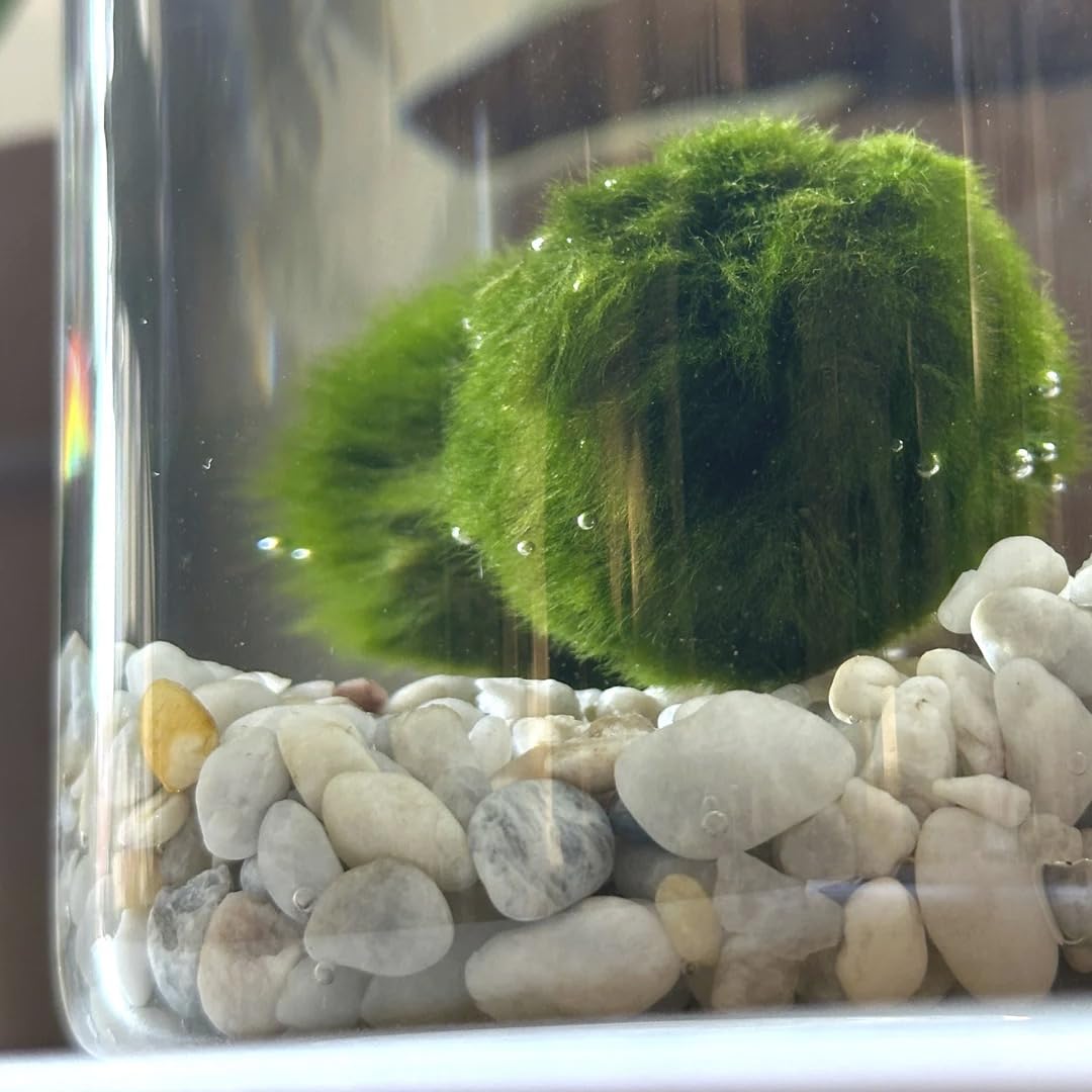 KAKI La Felicità è Nelle Piccole Cose Marimo Coppia Originale in Vaso di Vetro con Tappo in Sughero, Artigianale, Fondale Bianco, Diametro 8cm, Altezza 11cm, Made in Italy