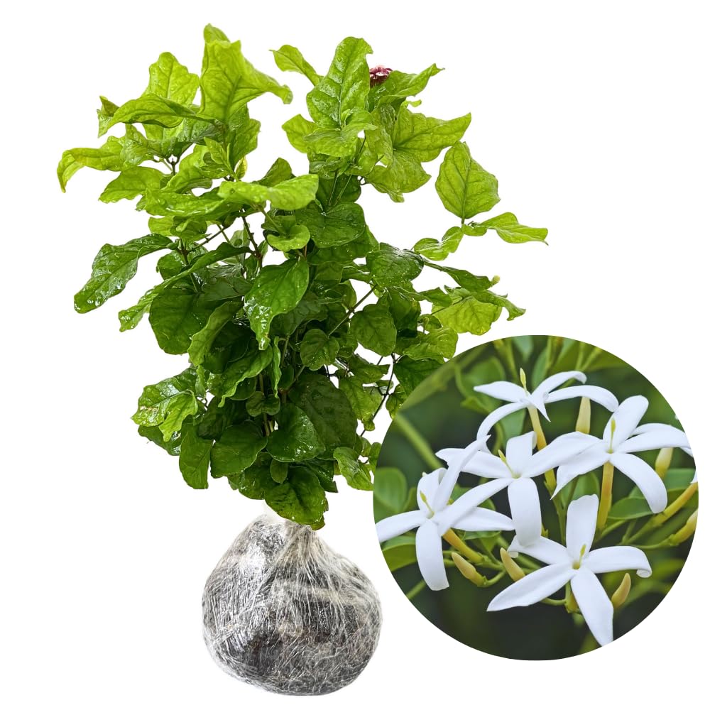Amazon.com : Jasmine Plants Live, Set 3 of White Jasmine Live