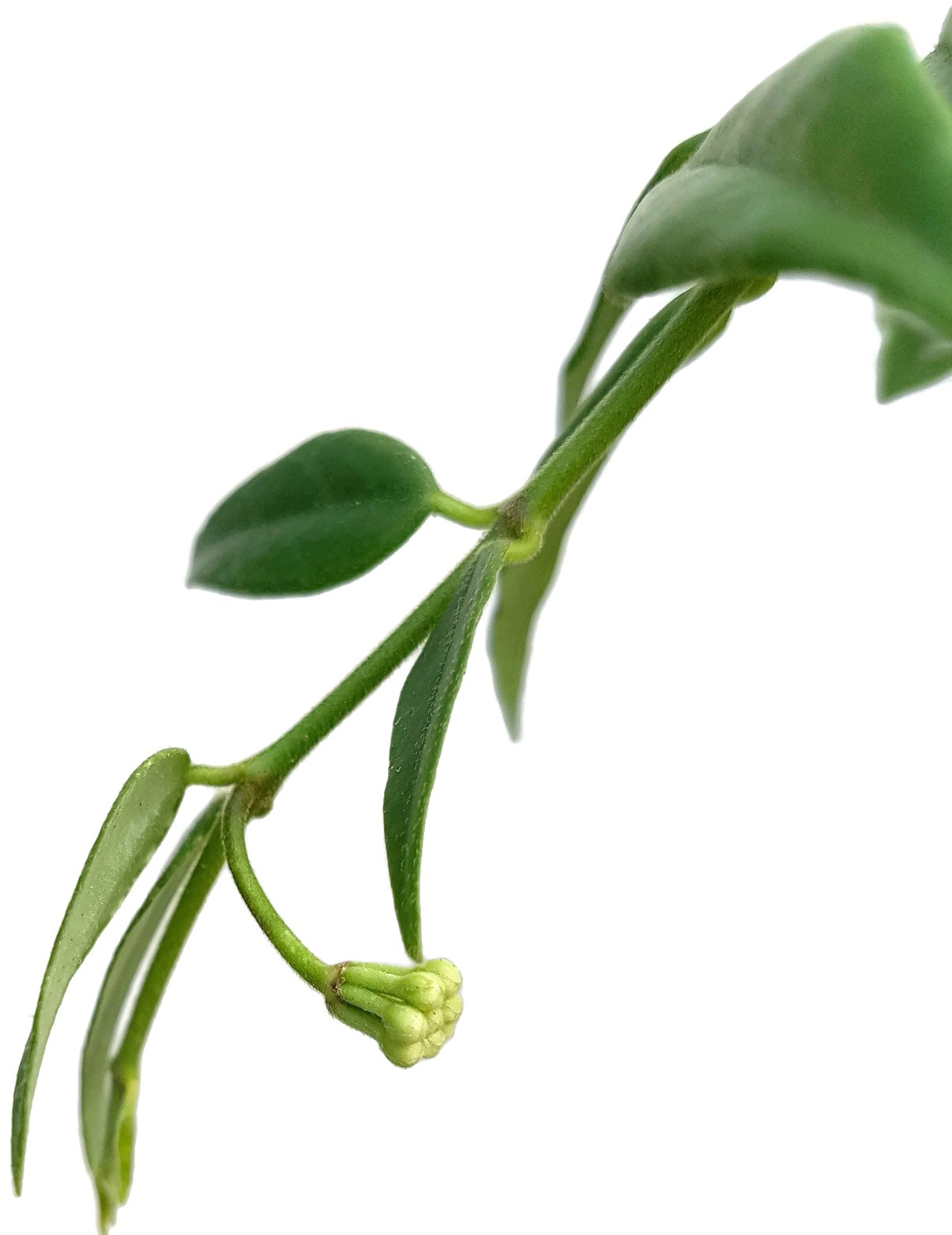 biologisches saatgut aus dem eigenen garten BIO-Saatgut-Set 