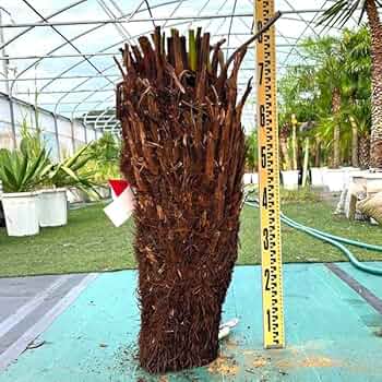 【現品】大株　ディクソニア　アンタルティカ　17号相当　発根済　PT番 現品】大株 ディクソニア アンタルティカ 17号相当 発根済 PT番