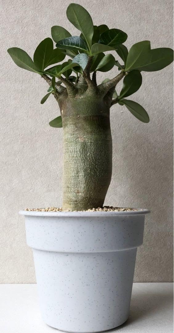 アデニウム 塊根植物 観葉植物好き 鉢ごと発送 特大 アデニウム 塊根植物 観葉植物好き 鉢ごと発送 特大 - メルカリ