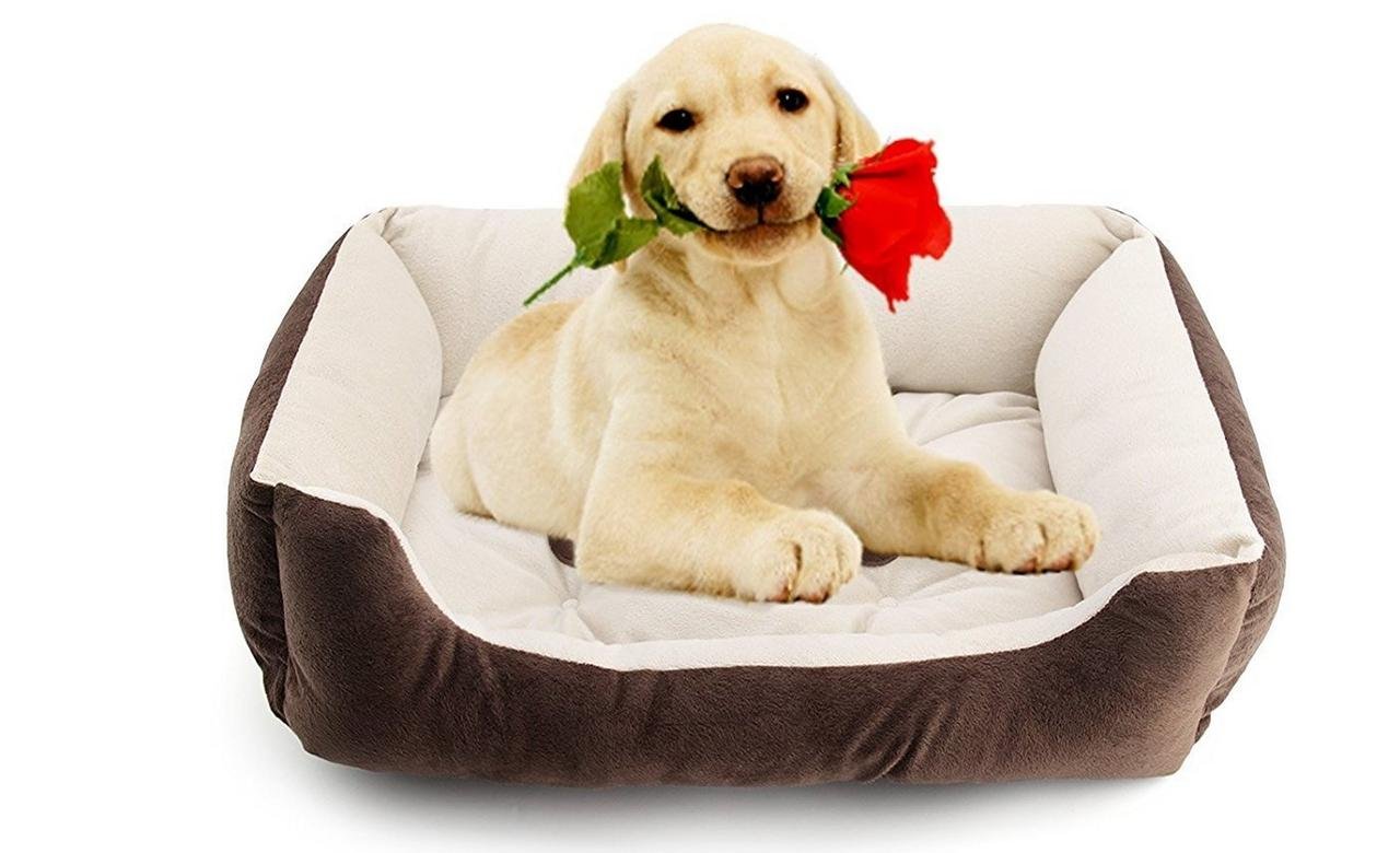 slatters be royal store Reversible Dual Ultra Soft Velvet Cream Brown Color Luxury Sofa Bed PET Bed | Dog Bed | CAT Bed | Puppies Puppy Bed | Rabbit Bed