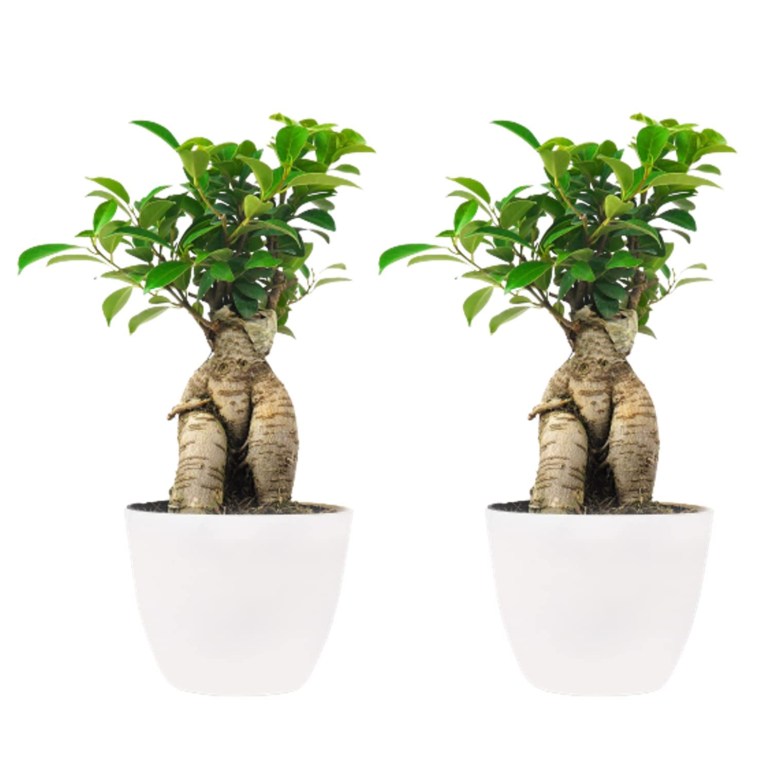 Nature Touch Live Ficus Bonsai Indoor Outdoor Plant, Air Purifying for Living Room/Bedroom/House/Office/Ginseng Gifting Plant, Balcony Pot, Home Decoration Items. (Pack of 2) (B0CP9HH8L7) Amazon Price History, Amazon Price Tracker