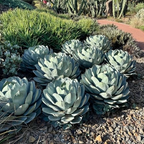 Divertimento: anche i bambini adorano questi e possono imparare le conoscenze di giardinaggio e scavare varietà di varietà di interesse per la semina.