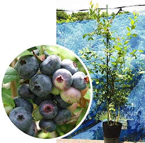 Amazon 国華園 果樹苗 ブルーベリー ブライトウェル実つき 1株 21年春商品 鉢
