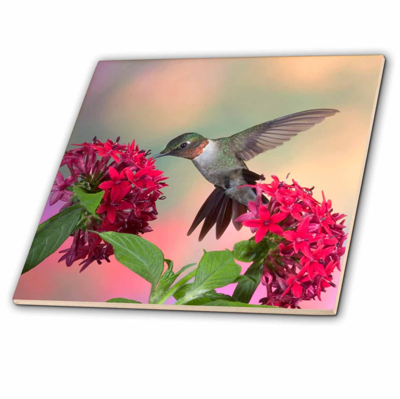 3dRose Ruby-Throated Hummingbird 