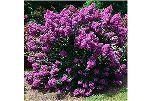 First Editions® Purple Magic® Dwarf Crape Myrtle