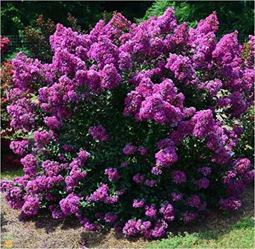 First Editions Purple Magic Dwarf Crape Myrtle - Planta viva - Maceta de galón completo