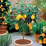 Hot Selling!!! 50 Seeds Dwarf Lemon Tree Seeds---Natural Perfume Indoor, DIY Home Garden Bonsai, fragrant