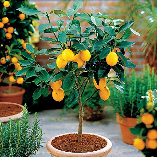 Hot Selling!!! 50 Seeds Dwarf Lemon Tree Seeds---Natural Perfume Indoor, DIY Home Garden Bonsai, fragrant Hot Selling!!! 50 Seeds Dwarf Lemon Tree Seeds---Natural Perfume Indoor, DIY Home Garden Bonsai, fragrant