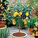 Hot Selling!!! 50 Seeds Dwarf Lemon Tree Seeds---Natural Perfume Indoor, DIY Home Garden Bonsai, fragrant