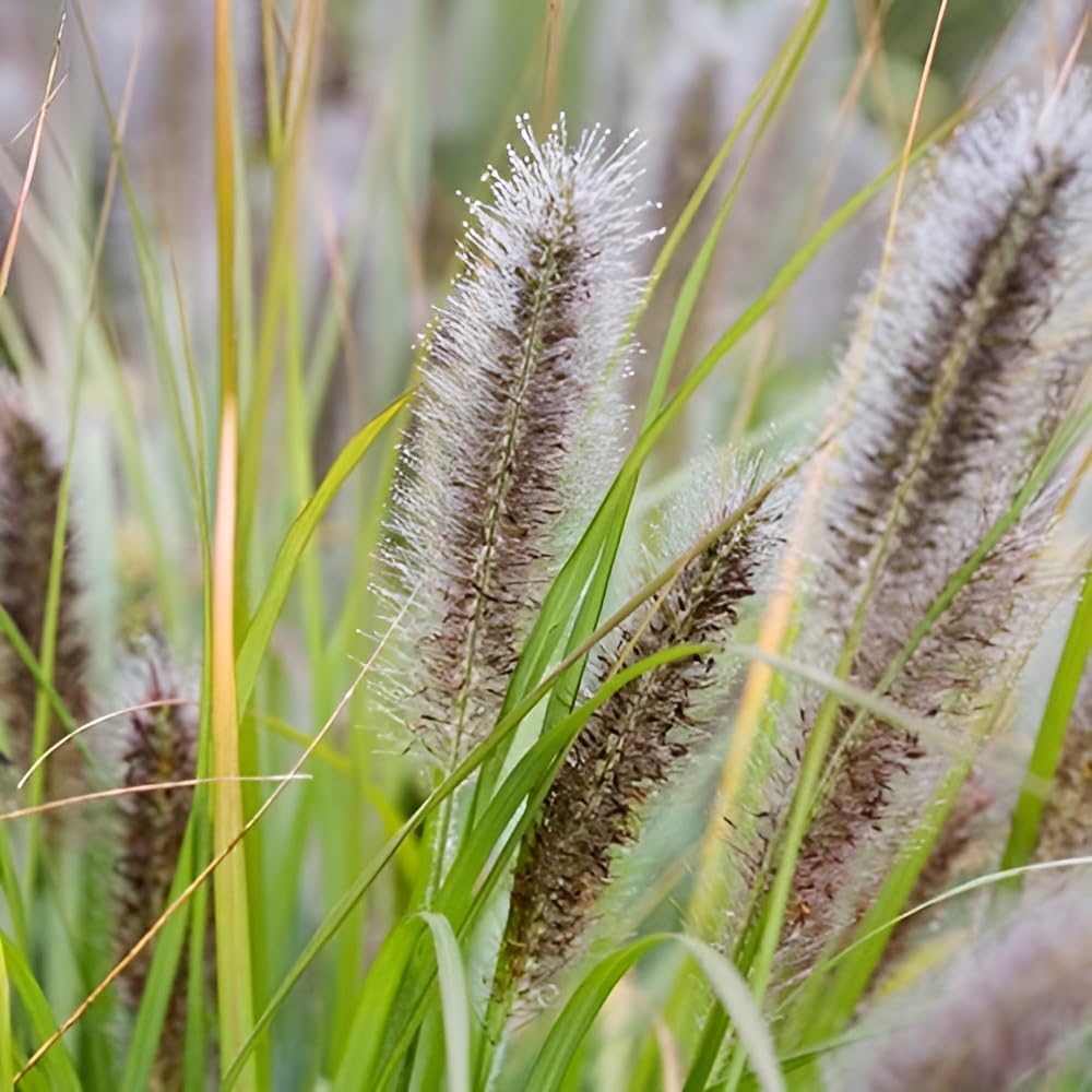 Stauden Gänge 10 x Pennisetum alopecuroides var. viridescens winterhart | Mittelhohes Ziergras für Sonne, Blüte August bis Oktober, mehrjährig, 1 L Topf (11x11 cm)