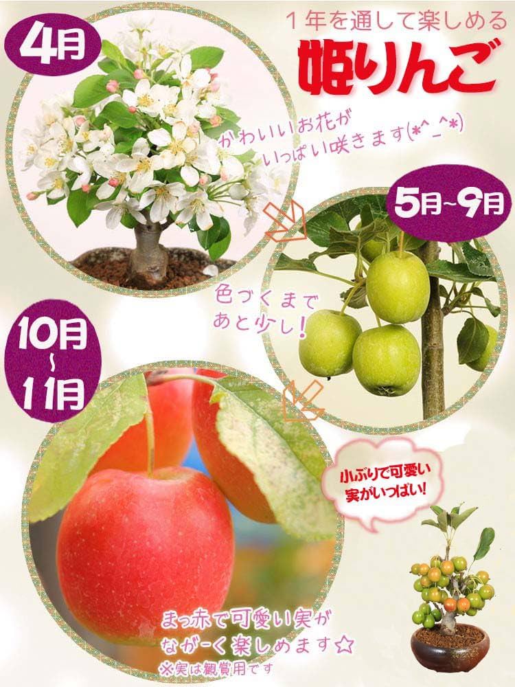 Amazon.co.jp: 遊恵盆栽 盆栽：姫りんご*(瀬戸焼三彩鉢) 実物花盆栽