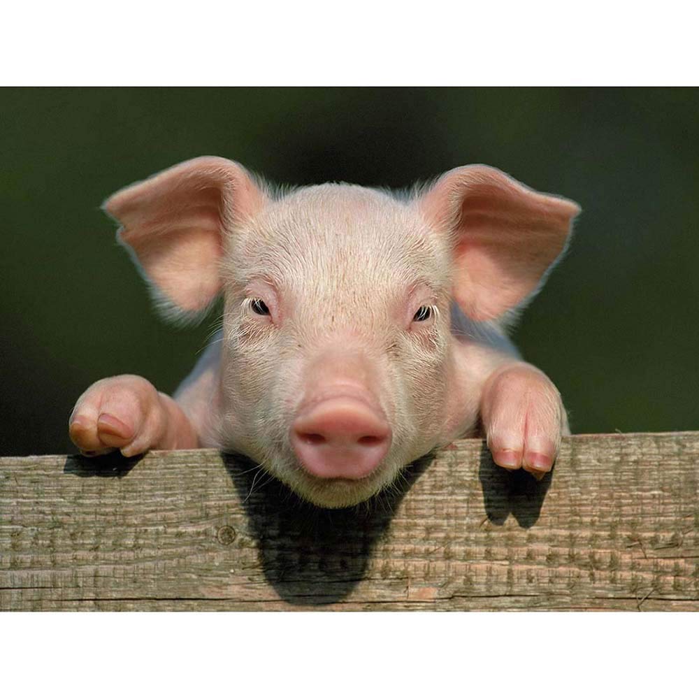 Wee Blue CooPhoto Animal Pig Piglet Cute Farm Pink Baby Babe Art Print Poster Wall Decor 12X16 Inch