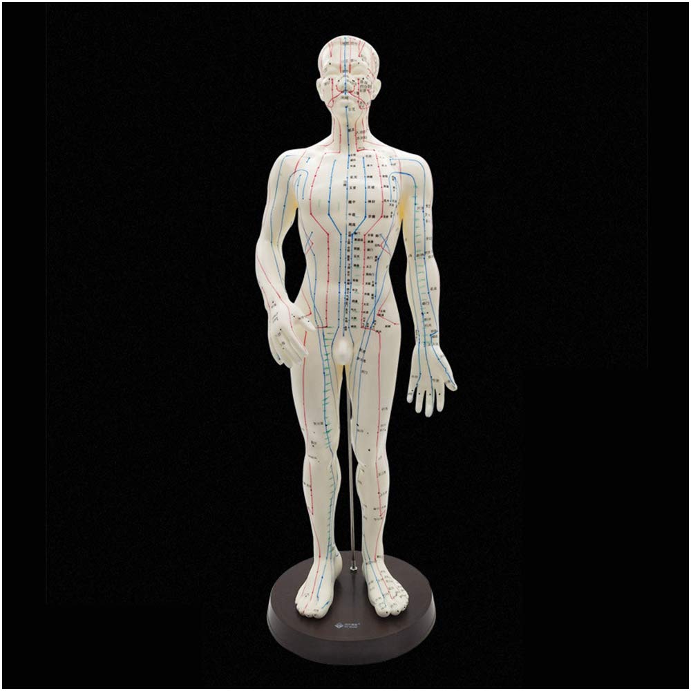 Sjdopulse Women's B Human Acupoint Model - /Male Acupuncture Model - Human Ody Meridian Acupoint Model With Hd Lettering - For Traditional Chinese Medicine Meridian And Acupuncture Study Teaching (B)