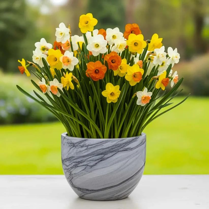 Image of Live Nargis Plant Pack of 1 | Nargis Flowering Plant for Home Garden | Indoor Outdoor Decorative Flower Plant for Balcony Terrace