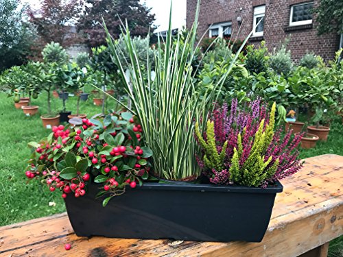 Herbst Balkonkasten 40cm breit, Winterheide, Calluna vulgaris Trio Milka (Knospenheide, Besenheide), Gras grün/weiss & Scheinbeere