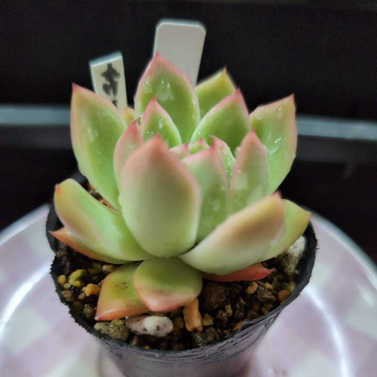 Amazon｜多肉植物 6 エケベリア ホワイトキャンドル 248｜観葉植物