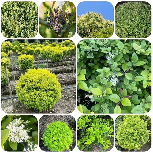 semillas de seto de aligustre - plantas perennes resistentes Plantas exóticas resistentes planta de interior arbustos de hoja perenne resistentes plantas de oficina plantas de seto de 250pcs